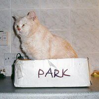 Tom Cat in his Park bed