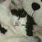 cute-cats-sml-sq.jpg