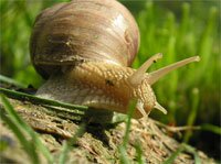 Garden pests